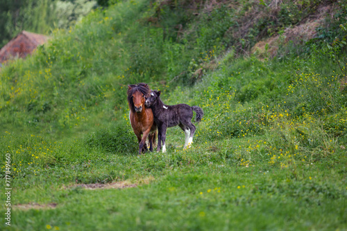 A horse and her foal outide on the field walking on green grass. The are free range animals on a farm.