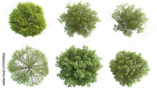 set of Mugworts,Salix purpurea,Myrtle trees rendered from the top view, isolated on transparent background. photo