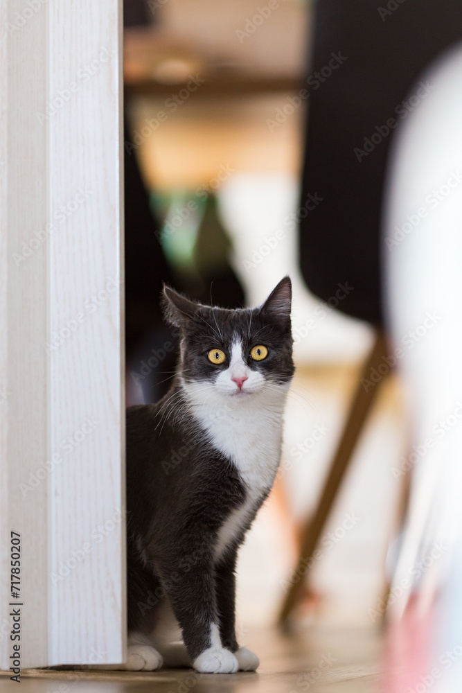 A domestic cat indoor posing
