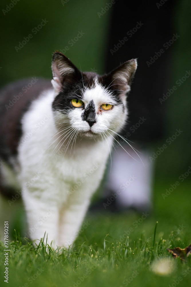A domestic cat on green grass outdoor.