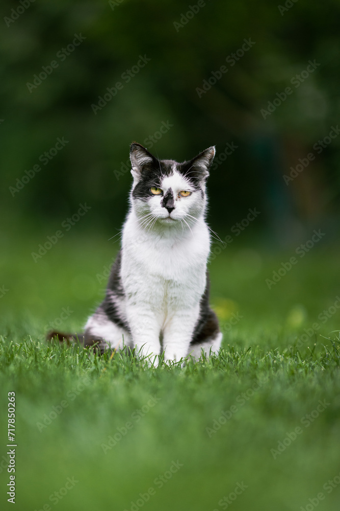 A domestic cat on green grass outdoor.