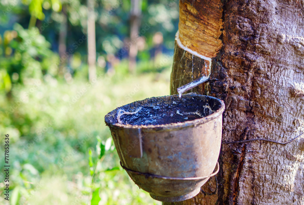Close-up of natural fresh rubber latex from rubber trees Close-up of natural fresh rubber latex from rubber trees