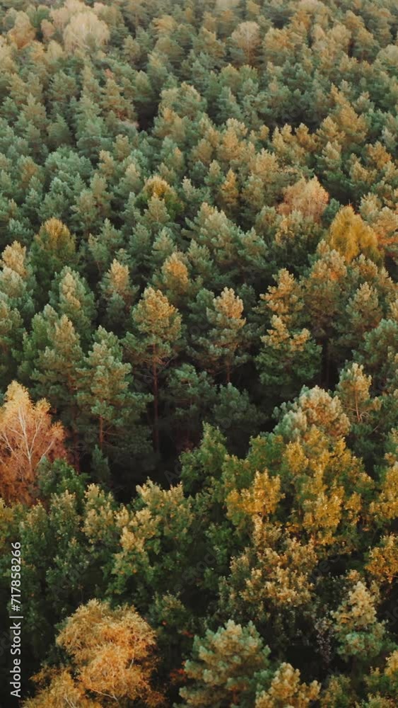 Autumn in forest vertical aerial top view. Mixed countryside woodland, green conifers, yellow deciduous trees. Drone flies over treetops, beautiful landscape, colorful woods on sunny evening
Autumn in forest vertical aerial top view. Mixed countryside woodland, green conifers, yellow deciduous trees. Drone flies over treetops, beautiful landscape, colorful woods on sunny evening