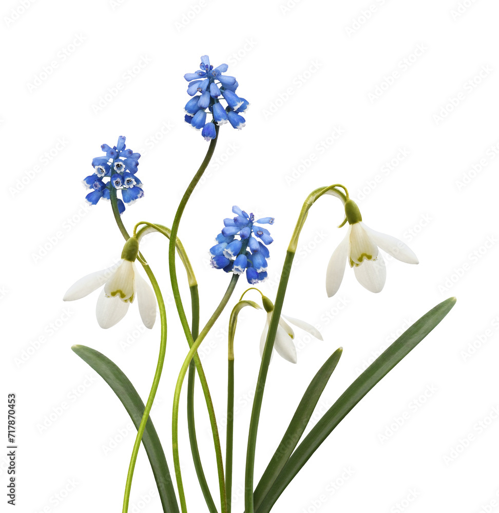 Naklejka premium Small blue flowers of muscari and snowdrops in a spring floral arrangement isolated on white or transparent background