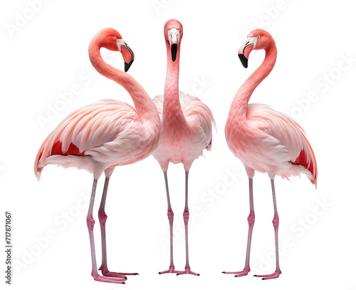 Gracefully standing three elegant pink flamingos  cut out