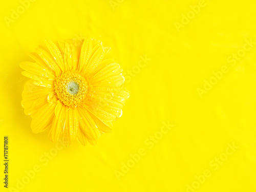 Yellow beautiful gerbera petal flowers frame on monochrome background © tenkende