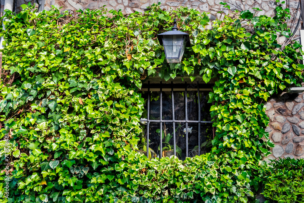 Typical house with ivy in Patones de Arriba. Madrid. Spain. Europe. Typical house with ivy in Patones de Arriba. Madrid. Spain. Europe.