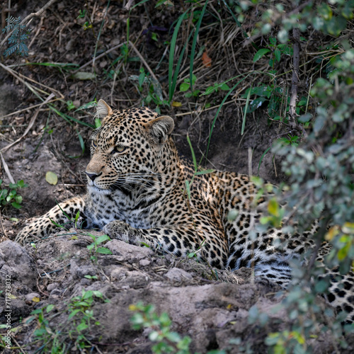 Leopard big cats in the wildernes of the Masai Mara