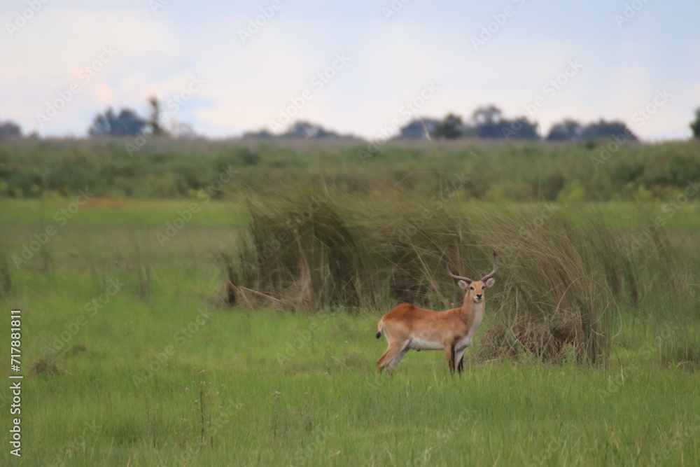 Naklejka premium lechwe ram