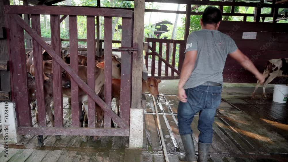 Hispanic Young Man Relocating Calf on Dairy Farm Hispanic Young Man Relocating Calf on Dairy Farm