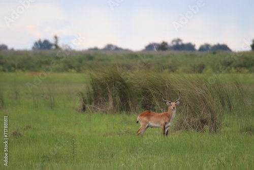 lechwe ram