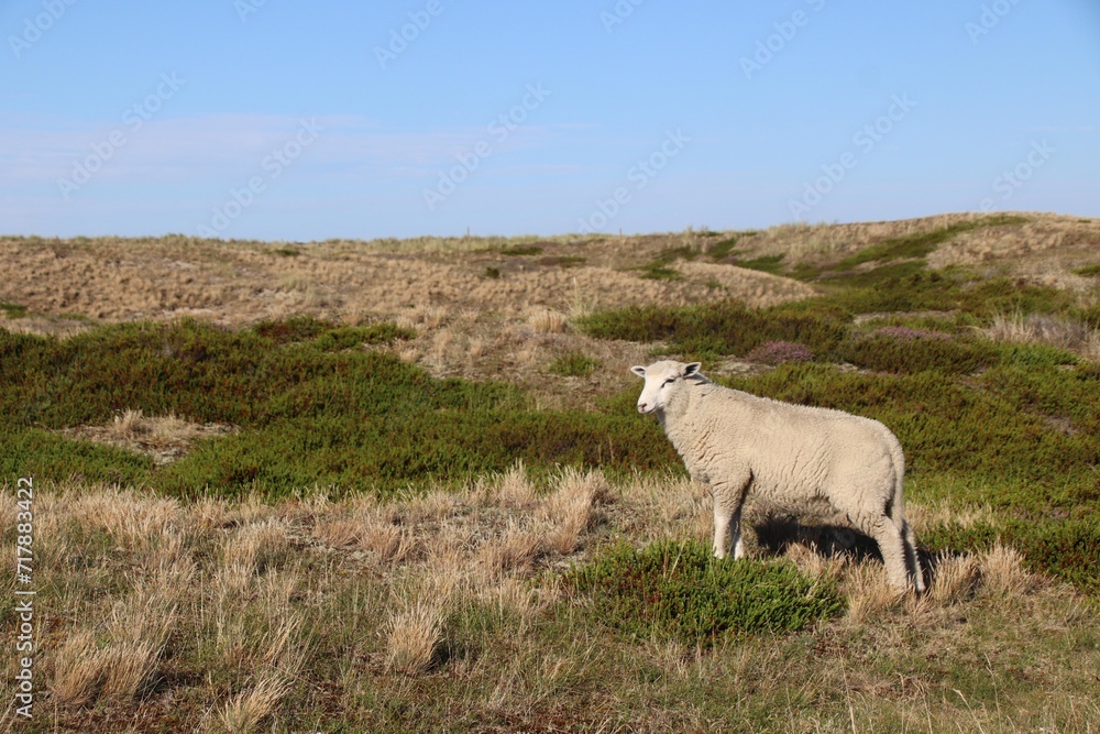 Fototapeta premium Schaf, Schleswig-Holstein; Deutschland