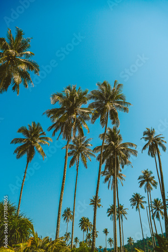 Tropical palm tree with sun light on sky background. Summer season Coconut palm trees Beautiful natural tropical background. Tall Coconut Trees on the beach area during daytime.