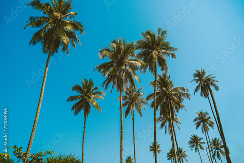 Tropical palm tree with sun light on sky background. Summer season Coconut palm trees Beautiful natural tropical background. Tall Coconut Trees on the beach area during daytime.