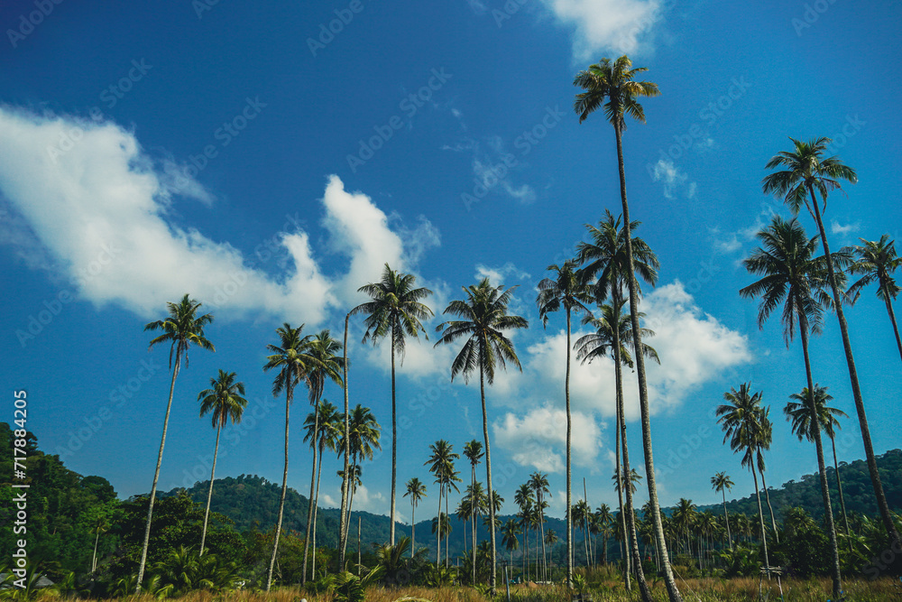 Tropical palm tree with sun light on sky background. Summer season Coconut palm trees Beautiful natural tropical background. Tall Coconut Trees on the beach area during daytime.