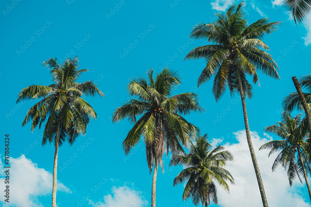 Tropical palm tree with sun light on sky background. Summer season Coconut palm trees Beautiful natural tropical background. Tall Coconut Trees on the beach area during daytime.