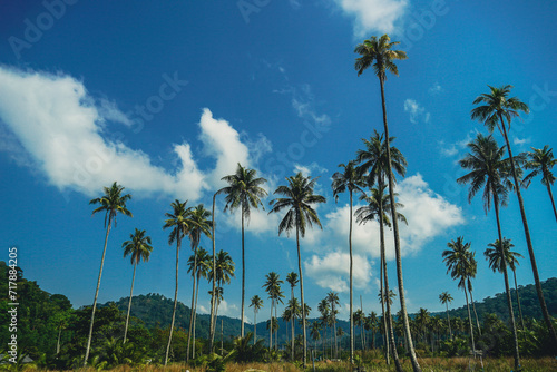 Tropical palm tree with sun light on sky background. Summer season Coconut palm trees Beautiful natural tropical background. Tall Coconut Trees on the beach area during daytime.