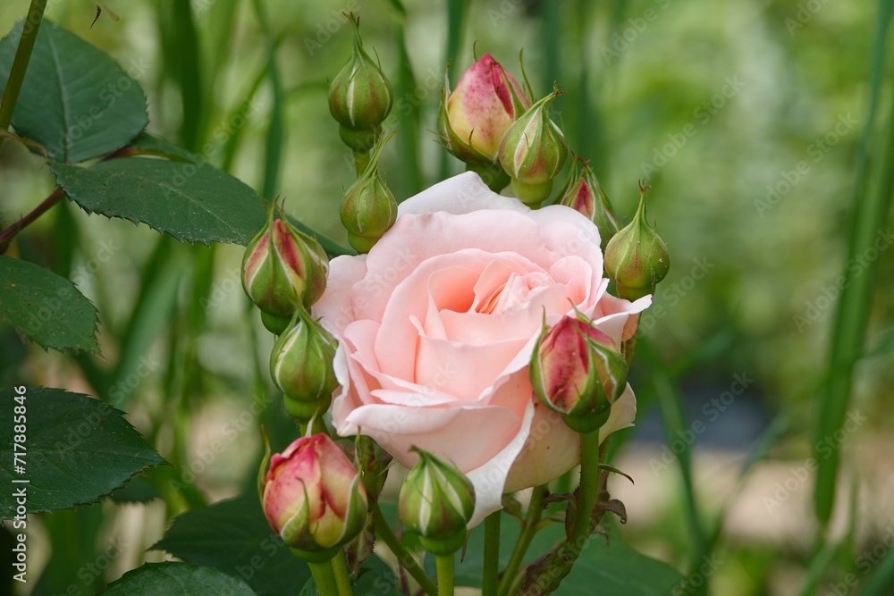Une rose pâle ouverte dans un jardin public