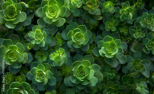 Green succulents arranged in an intricate pattern.