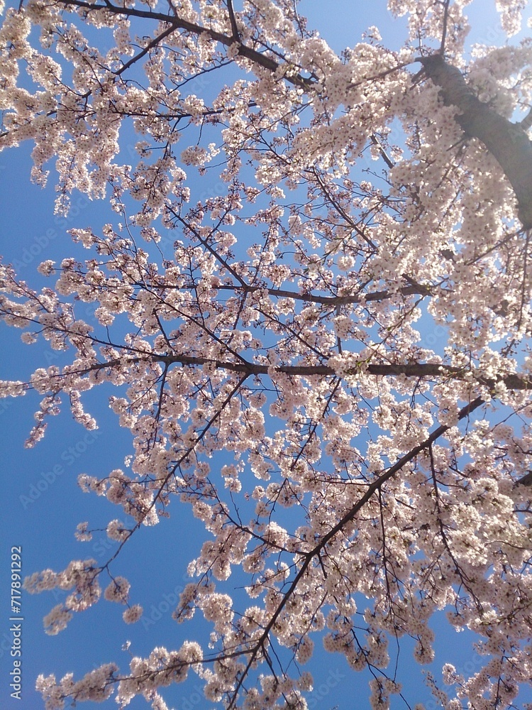 見上げた晴れ空と桃色の桜