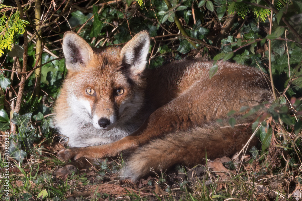 Fototapeta premium Red fox laying in the sun