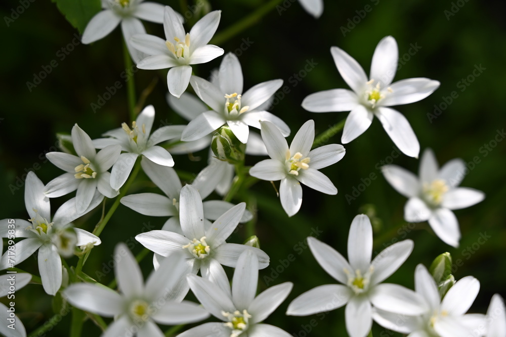 Obraz premium Little white blooming flowers with green leaves