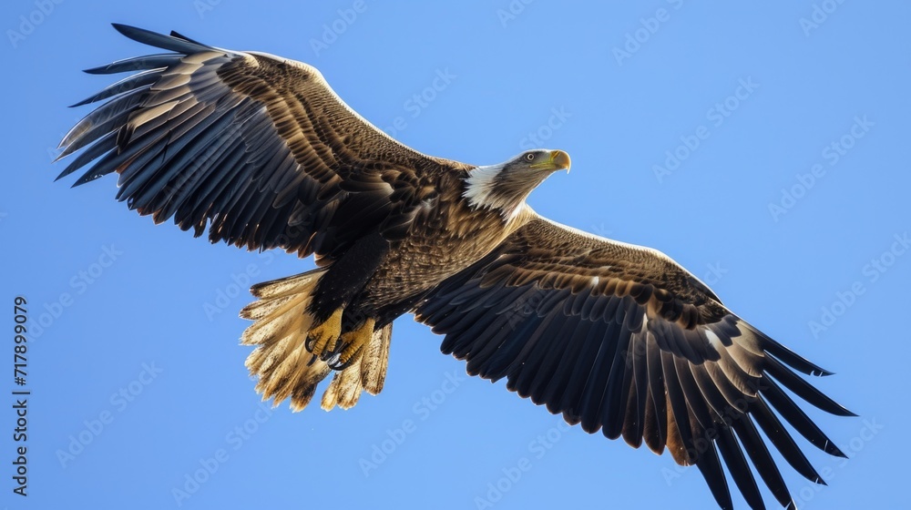 Majestic Bald Eagle in Flight Against Clear Blue Sky Majestic Bald Eagle in Flight Against Clear Blue Sky