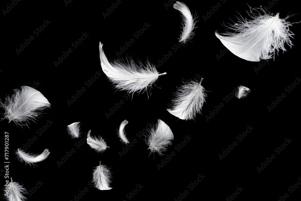 Obraz premium White feather isolated on a black background.