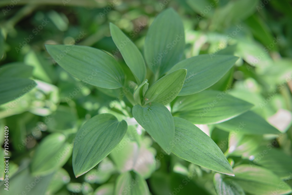close up of green leaves close up of green leaves
