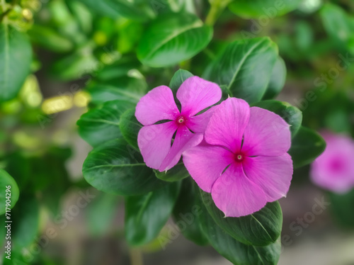 Fototapeta Naklejka Na Ścianę i Meble -  In Indonesia, this flower is known as the Tapak Dara flower or Vinca. As an ornamental plant. Periwinkle flower blooming in the garden