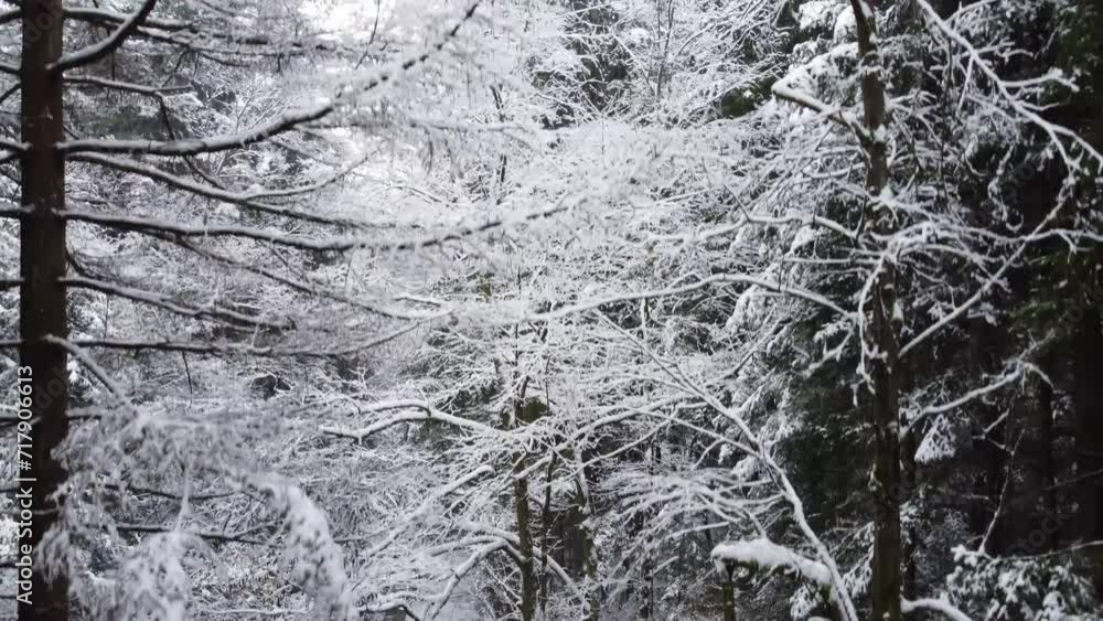 winter in the forest, falling snowflakes on the background of trees winter in the forest, falling snowflakes on the background of trees