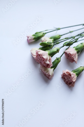 Bouquet of pink carnation on a white background. Place for text.