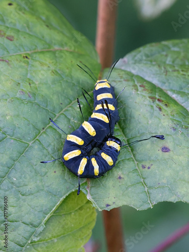 Alder moth, Acronicta alni, black caterpillar with yellow stripes photo