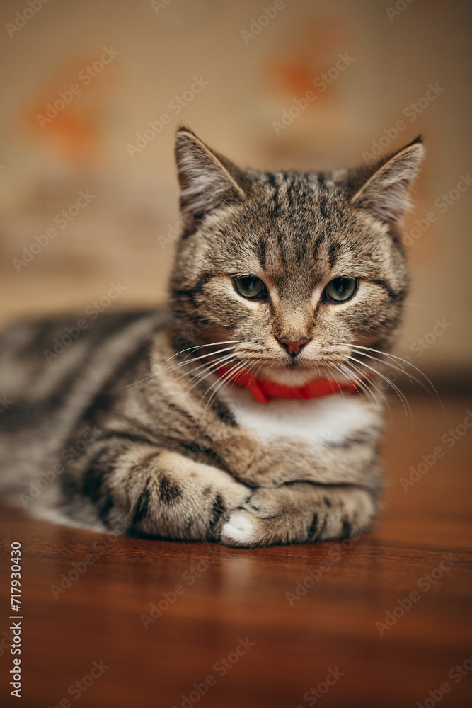 a beautiful cat of British breed a beautiful cat of British breed