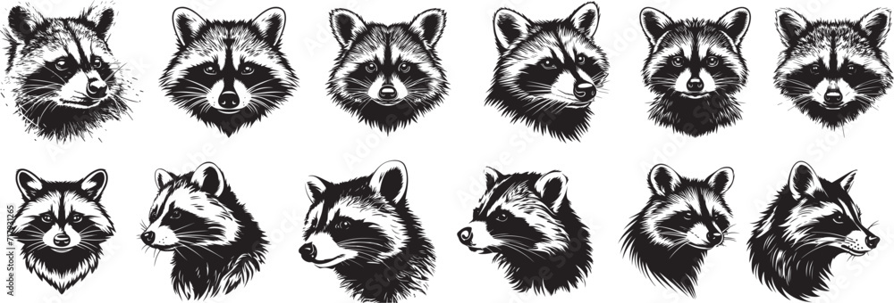 set of racoon profile black and white vector graphics - obrazy, fototapety, plakaty 
