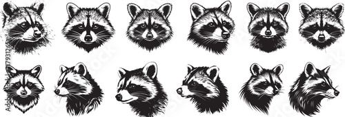 set of racoon profile black and white vector graphics