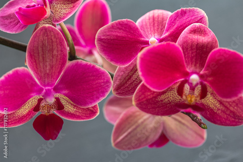 Exotic Pink orchid isolated over grey background, Purple Phalaenopsis or Moth dendrobium Orchid flower, macro, high quality photo