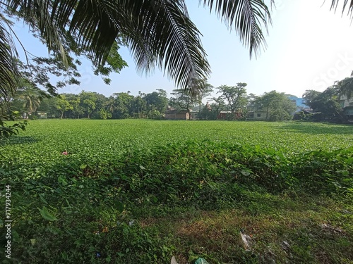 rice field in island