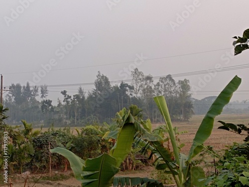 aloe vera plantation