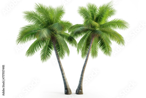Coconut palm tree  isolated on white transparent background  png  close up 