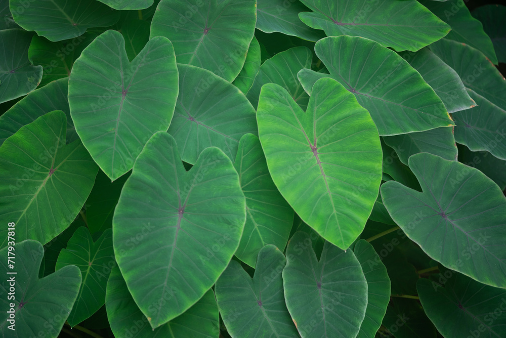 closeup nature view of green leaf background. closeup nature view of green leaf background.