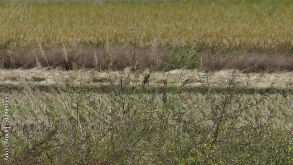 Solitary Brown Shrike Perched on Straw and Rice Field Background, Wide Shot Solitary Brown Shrike Perched on Straw and Rice Field Background, Wide Shot