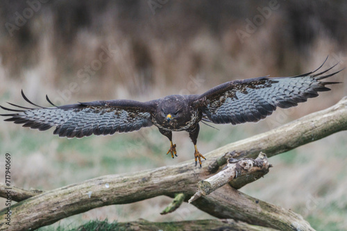 Mäusbussard am Luderplatz