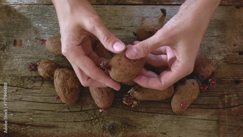 Female hands hold potatoes with sprouts on a wooden background. Seed potatoes for planting photo