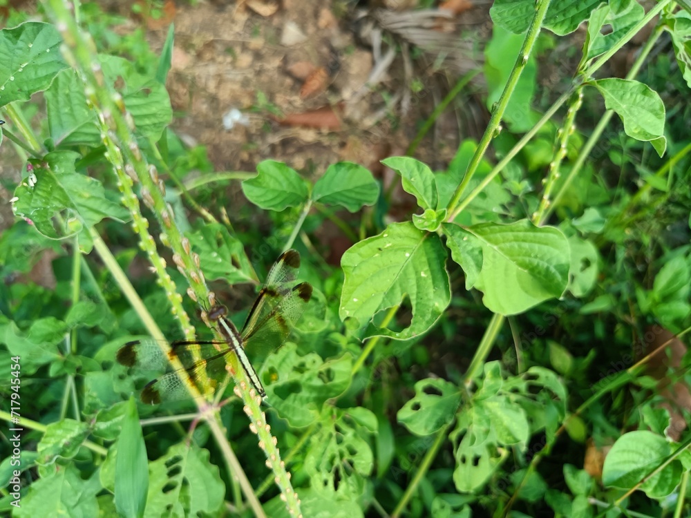 Rhyothemis variegata, known as the common picture wing or variegated flutterer, is a species of dragonfly of the family Libellulidae, found in South Asia. Rhyothemis variegata, known as the common picture wing or variegated flutterer, is a species of dragonfly of the family Libellulidae, found in South Asia.