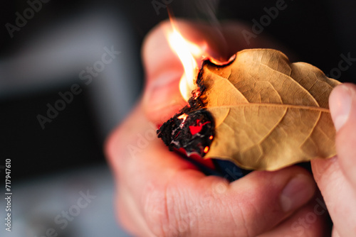 Person who burn bay leaves to bring serenity, reduce anxiety, relieve headaches and fatigue and purify the home, laurus nobilis