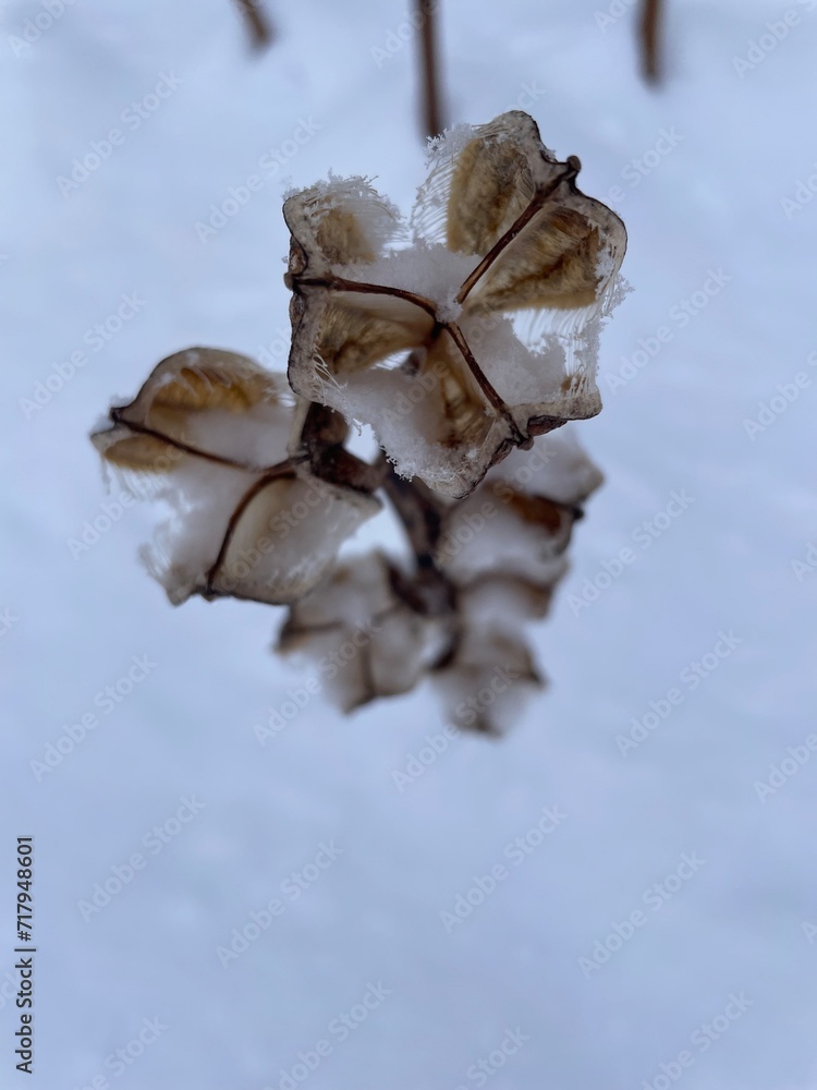 snow covered seed pods snow covered seed pods