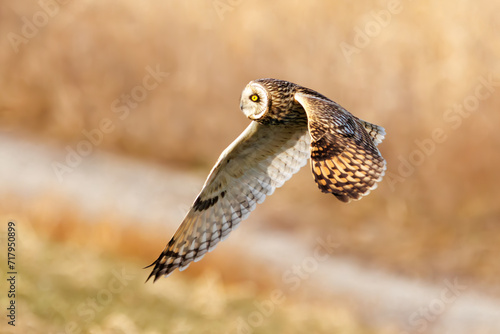 狩りのために飛翔する美しいコミミズク（フクロウ科）。
日本国千葉県三郷市、江戸川河川敷にて。
2023年1月22日撮影。

A beautiful Short-eard Owl (Asio flammeus, family comprising owls) in flight for hunting.
