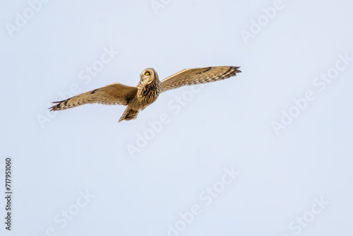                                                                                                                                          2023   1   22              A beautiful Short-eard Owl  Asio flammeus  family comprising owls  in flight for hunting. 