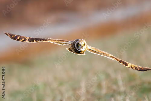 狩りのために飛翔する美しいコミミズク（フクロウ科）。
日本国千葉県三郷市、江戸川河川敷にて。
2023年1月22日撮影。

A beautiful Short-eard Owl (Asio flammeus, family comprising owls) in flight for hunting.

